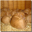 CUCCIOLI A NANNA 2
